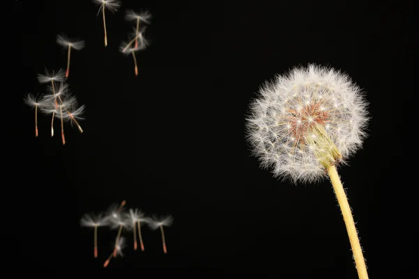 Одуванчик и летящие семена на черном фоне — стоковое фото