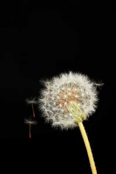 Paardebloem en vliegende zaden op zwarte achtergrond — Stockfoto