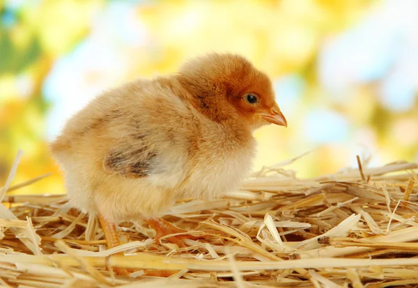 Kleines Huhn auf Stroh auf hellem Hintergrund — Stockfoto