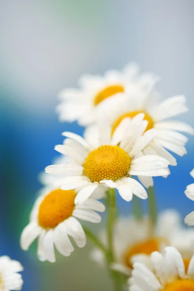 Beautiful wild camomiles, outdoors — Stock Photo, Image