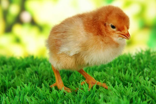 Kleines Huhn auf Gras auf hellem Hintergrund — Stockfoto