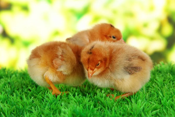Malá kuřata na trávě na světlé pozadí — Stock fotografie