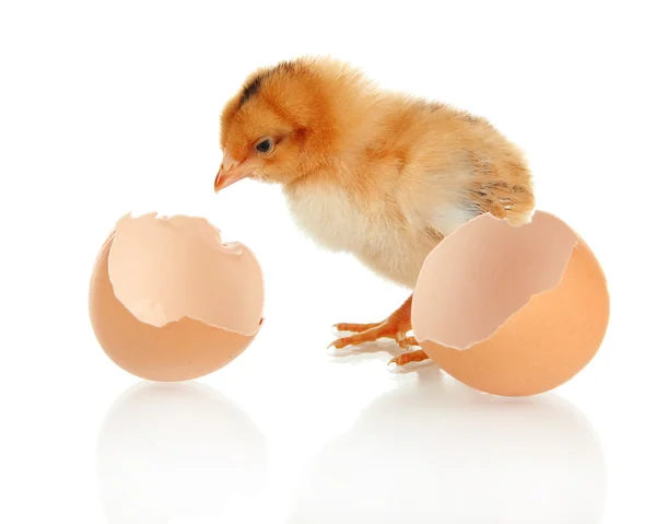 Little chicken with eggshell isolated on white — Stock Photo, Image