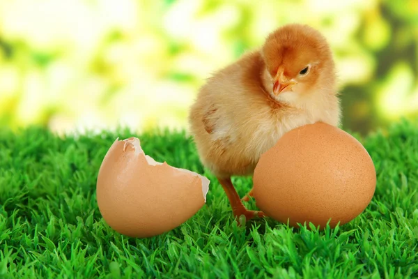 Frango pequeno com casca de ovo na grama no fundo brilhante — Fotografia de Stock