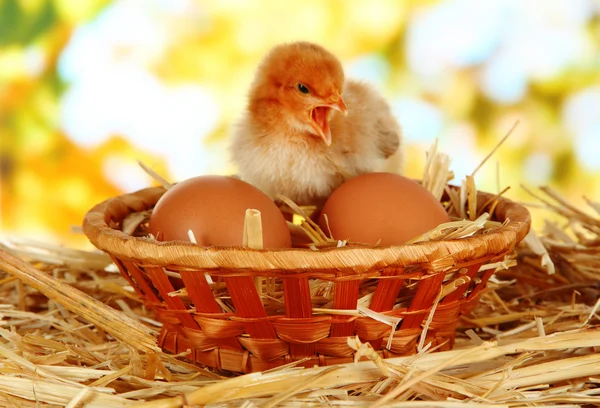 Pollo con uova in cesto di vimini su paglia su sfondo brillante — Foto Stock