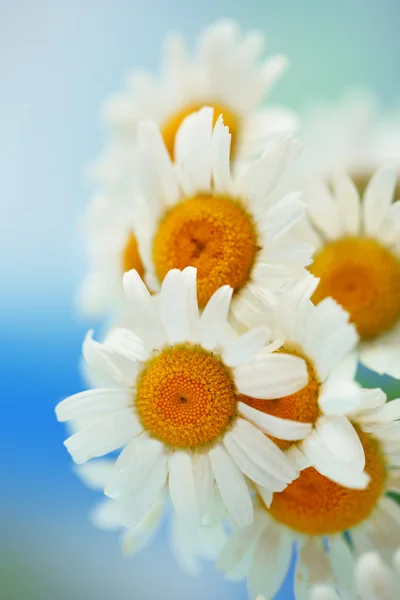 Beautiful wild camomiles, on blue background — Stock Photo, Image