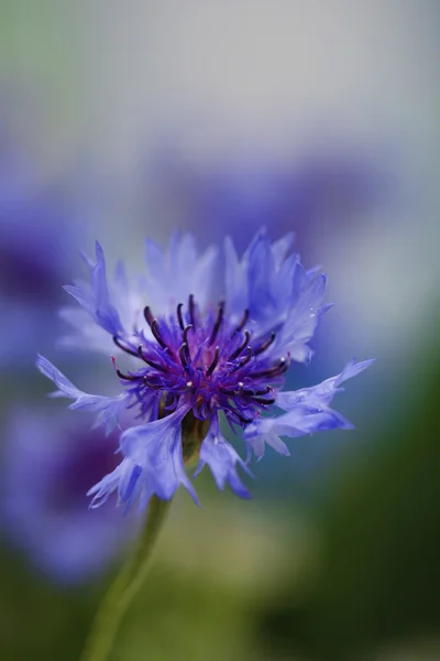 Schöne Kornblume, im Freien — Stockfoto