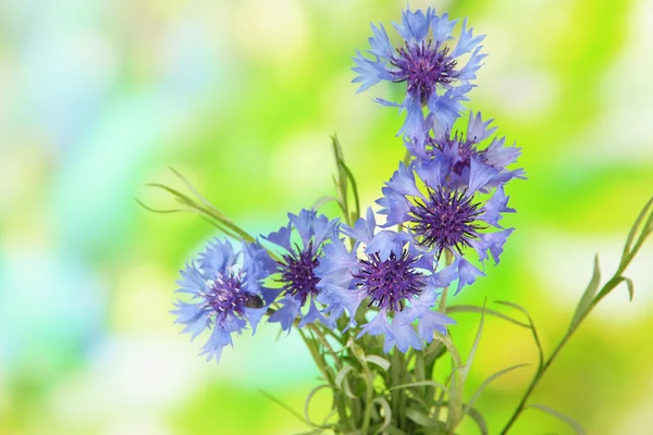 Bellissimo bouquet di fiordalisi su sfondo verde — Foto Stock