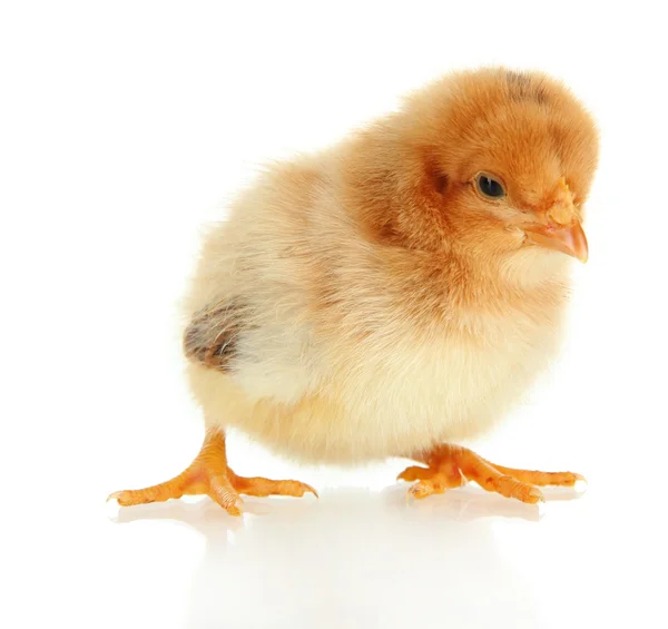 Petit poulet isolé sur blanc — Photo