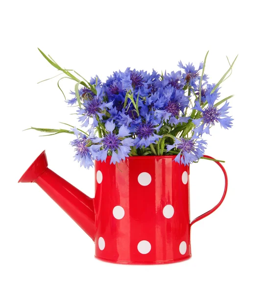 Bouquet of cornflowers in watering can, isolated on white — Stock Photo, Image