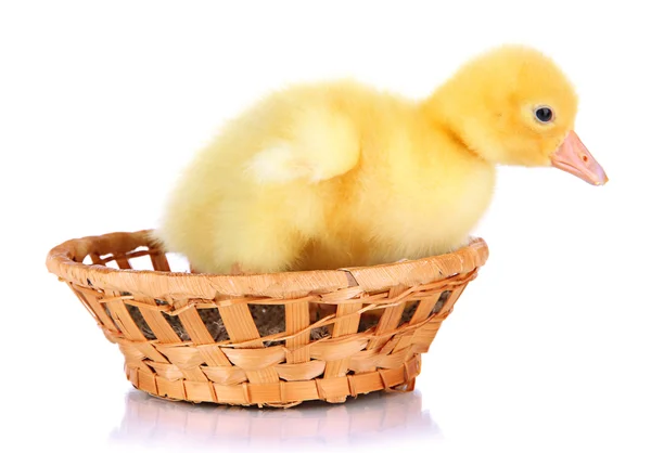 Little duckling in wicker basket isolated on white — Stock Photo, Image