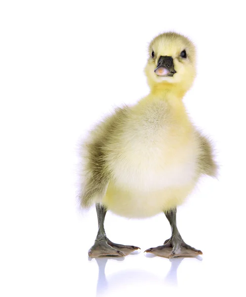 Petit canard isolé sur blanc — Photo