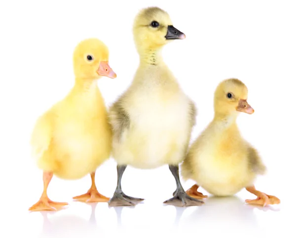 Pequeños patitos aislados en blanco — Foto de Stock