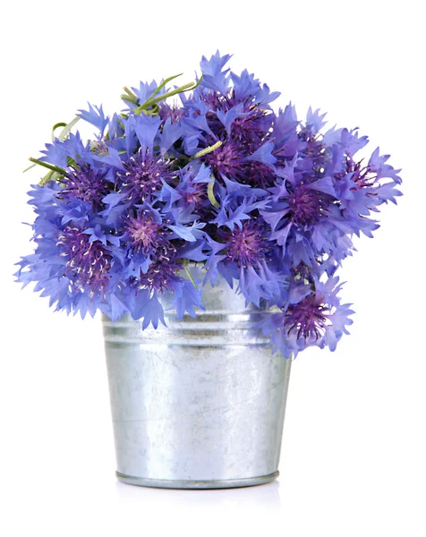Bouquet de bleuets en seau, isolé sur blanc — Photo