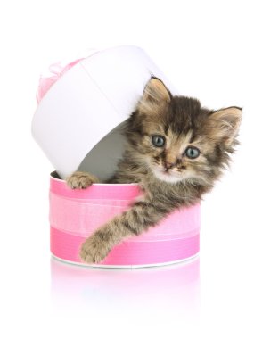 pembe hediye kutusunda üzerinde beyaz izole küçük yavru kedi