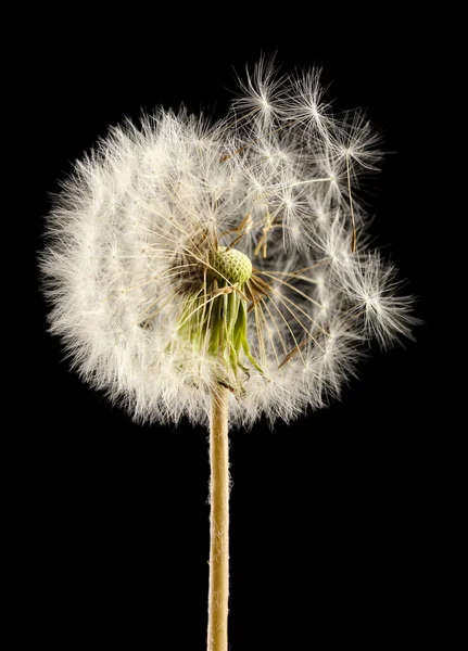 Mooie paardebloem met zaden op zwarte achtergrond — Stockfoto