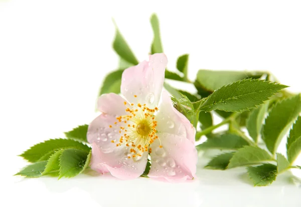 Flor de rosa do quadril, isolado em branco — Fotografia de Stock