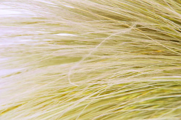 Feather Grass or Needle Grass, Nassella tenuissima, close up — Stock Photo, Image