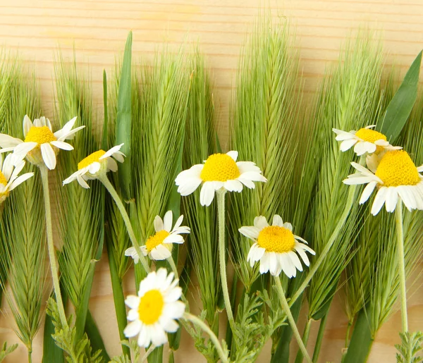 Green spikelets and wild camomiles, on wooden background — Stock Photo, Image