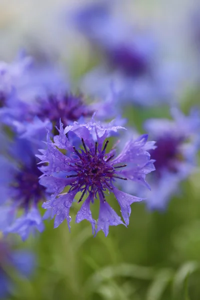 Beautiful cornflowers, outdoors — Stock Photo, Image