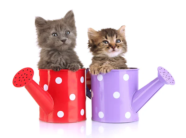 Petits chatons assis dans l'arrosoir isolé sur blanc — Photo