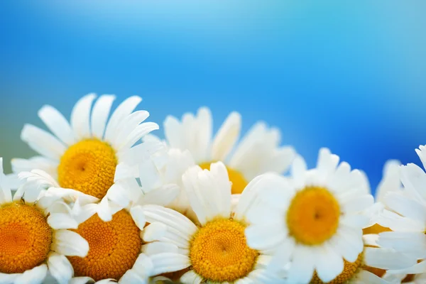 Beautiful wild camomiles, on blue background — Stock Photo, Image