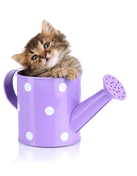 Small kitten sitting in watering can isolated on white — Stock Photo, Image