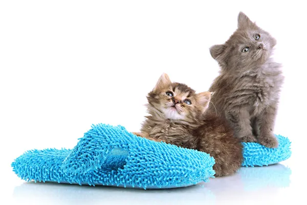Pequeños gatitos se sienta en zapatillas de casa aisladas en blanco — Foto de Stock