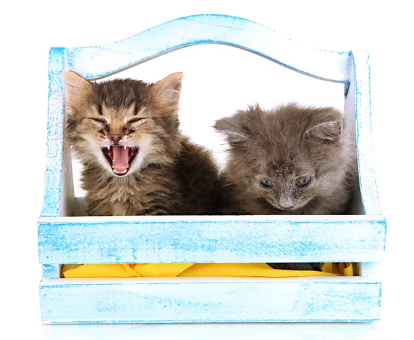 Маленькие котята в корзине изолированы на белом — стоковое фото