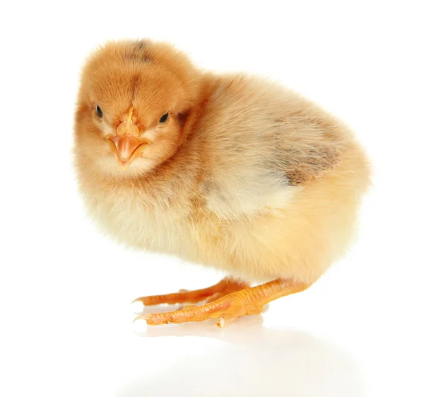 흰색으로 분리 된 작은 닭 — 스톡 사진