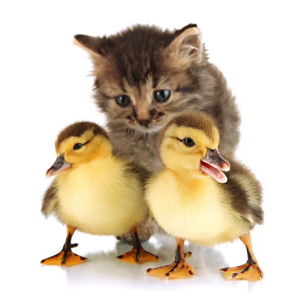 Gatinho pequeno e patinhos isolados em branco — Fotografia de Stock