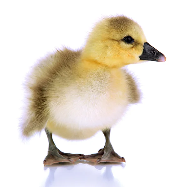 Kleine eendje geïsoleerd op wit — Stockfoto