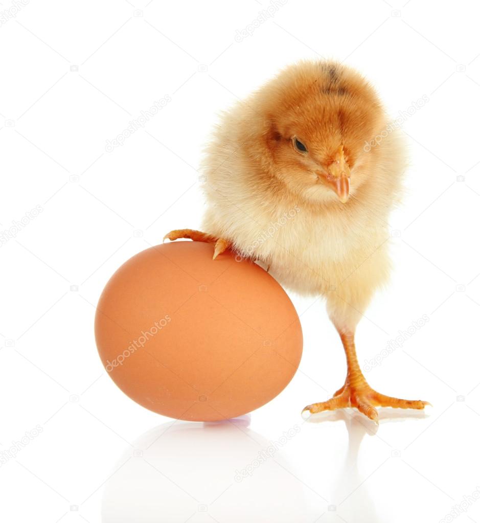 Little chicken with egg isolated on white
