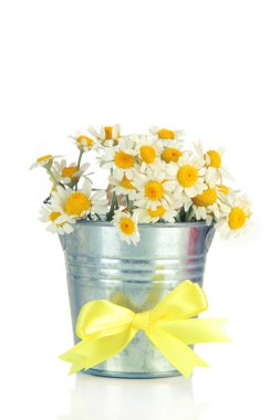 Beautiful wild camomiles in