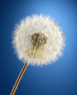 tohumlar üzerinde mavi arka plan ile güzel karahindiba