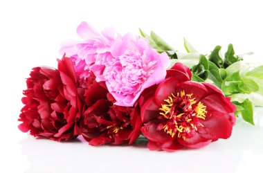 güzel peonies üzerinde beyaz izole