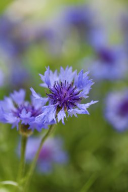 güzel Peygamber, açık havada