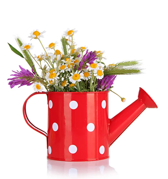 Beautiful wild flowers in watering can, isolated on white — Stock Photo, Image