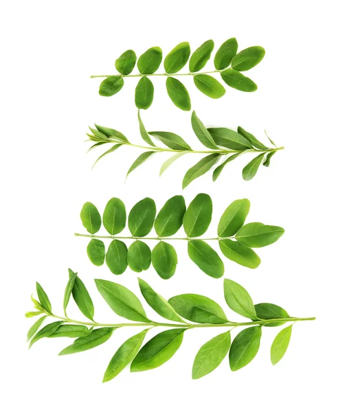 Green leaves isolated on white — Stock Photo, Image