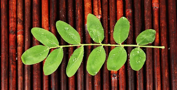 Green leaves on bamboo mat background — Stock Photo, Image