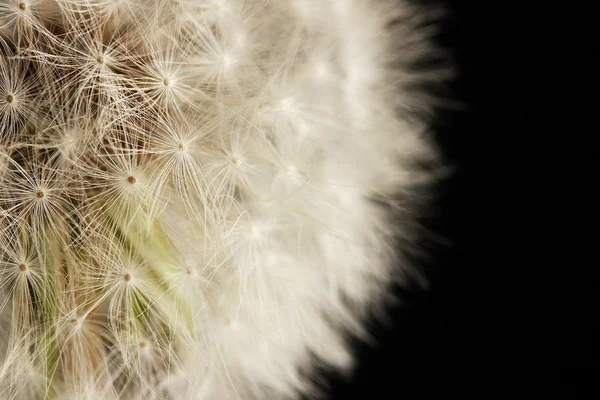 Beautiful dandelion with seeds on black background — Stock Photo, Image