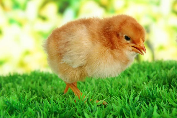 明るい背景に草の上の小さな鶏 — ストック写真