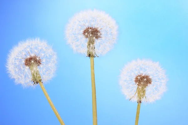 Dandelions on blue background — Stock Photo, Image