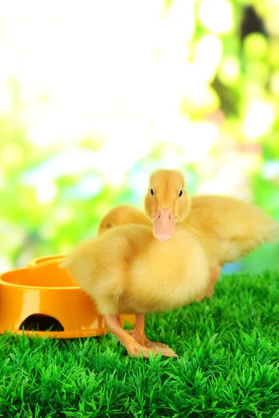 Cute ducklings with drinking bowl on green grass, on bright background — Stock Photo, Image