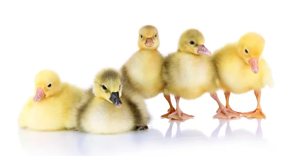Little ducklings isolated on white — Stock Photo, Image