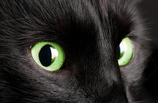 검은 배경에 검은 고양이 — 스톡 사진