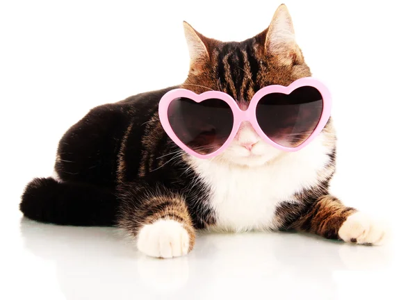 Katze mit Brille isoliert auf weiß — Stockfoto