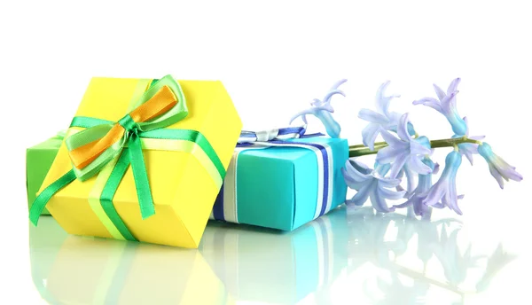 Hermoso jacinto y regalos, aislado en blanco — Foto de Stock