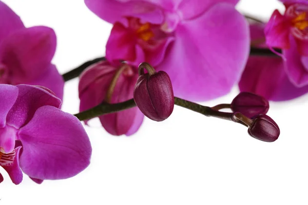 Нежная красивая орхидея, изолированная на белом — стоковое фото
