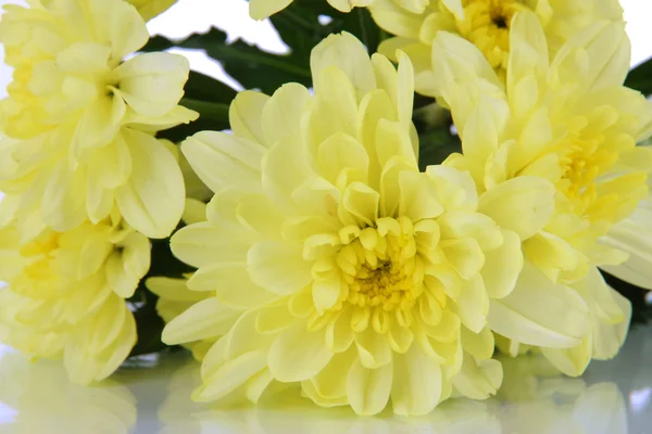 Bouquet von schönen Chrysanthemen isoliert auf weiß — Stockfoto